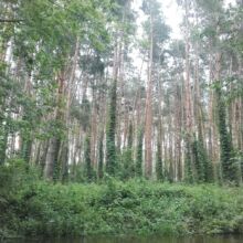 Spływy kajakowe Rawką. Wypożyczalnia kajaków. Kajaki na weekend. Zapraszamy na kajaki, grill i ognisko na naszej polanie